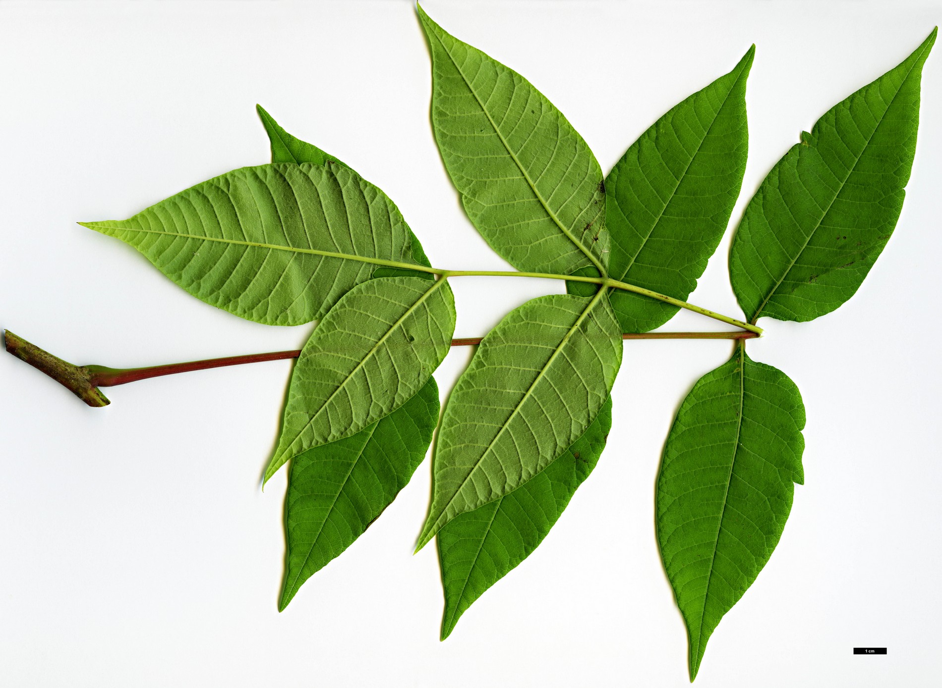 High resolution image: Family: Anacardiaceae - Genus: Rhus - Taxon: punjabensis - SpeciesSub: var. sinica